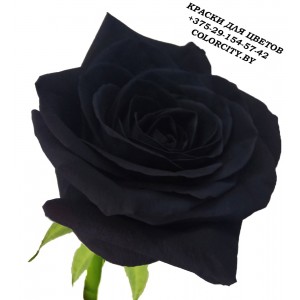 Краски для цветов - Чёрные розы